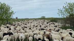 SHEEP MOVE!  SEEDING PERENNIAL PASTURE!! 🌾🐑🐐👍🏻