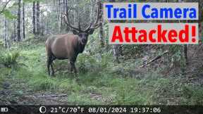 Trail Camera Attacked - Cougar, Elk, Bear